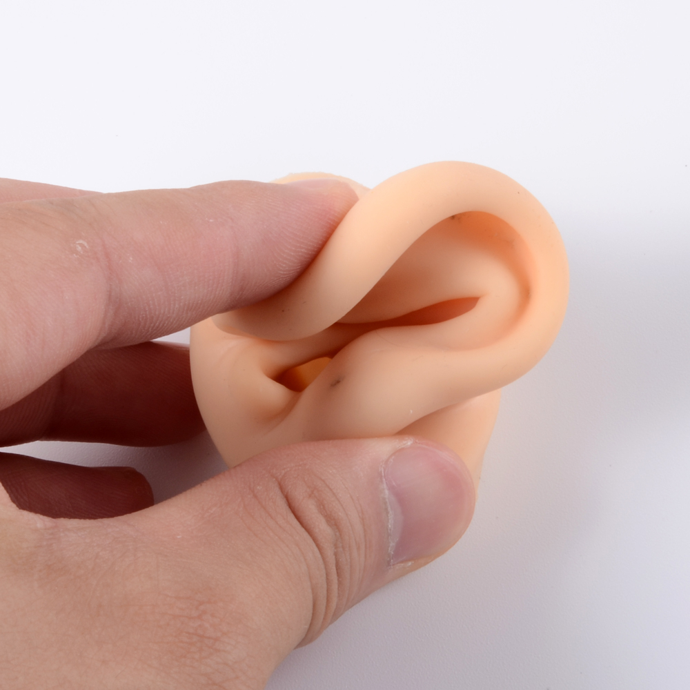 Modèle d'oreille en Silicone s - Model Kit Display Case avis et prix
