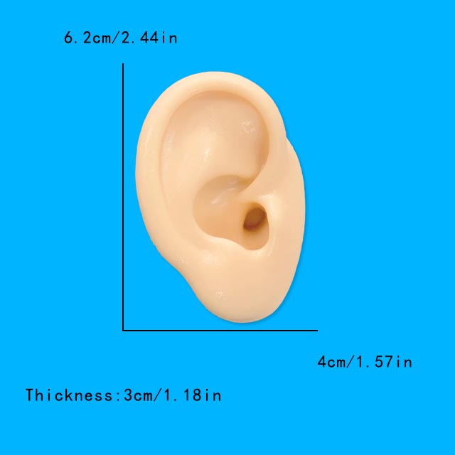 Modèle d'oreille en Silicone s - Model Kit Display Case avis et prix